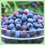 Bilberry Extract