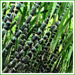 Policosanol,1-Octacosanol