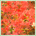 Galantamine Hydrobromide