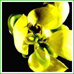 Senna Leaves Extract