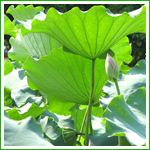 Nunciferine, Lotus Leaves Extract