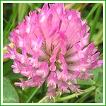 Red Clover Extract
