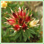 Rhodiola Rosea Extract
