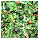 Cranberry Extract
