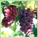 Grape Seed Extract