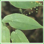 Icariin, Epimedium Extract