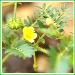 Protodiosin,Tribulus Terrestris Extract