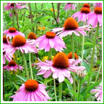 Echinacea Purpurea Extract