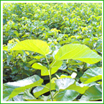 Mulberry leaf extract