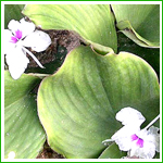 Kaempferol, Kaempferia Extract