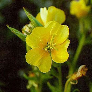 Evening Primrose Extract