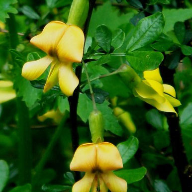 Astragaloside IV Astragalus extract