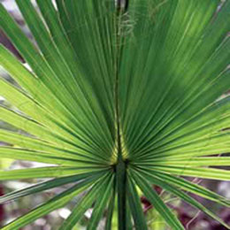 Saw palmetto Extact