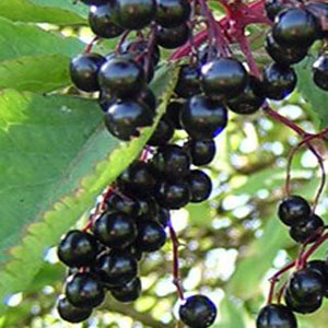 Black Elderberry Extract