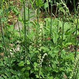 Black Cohosh Extract