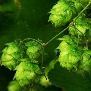 Xanthohumol, Hops Extract